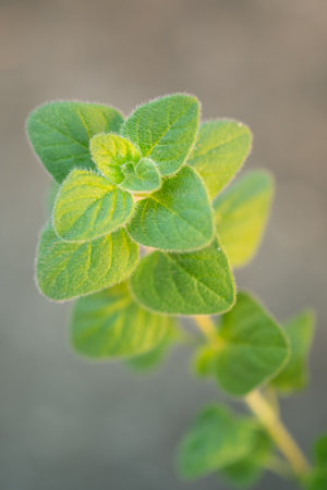 Fresh oregano in the garden.herb in nature.Herbs are used as foodの写真素材