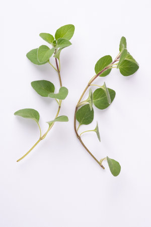Green oregano on white background. Fresh oregano on a white sceneの写真素材