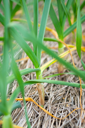 Leeks are growing in the field.Selective focus leek in rowの写真素材