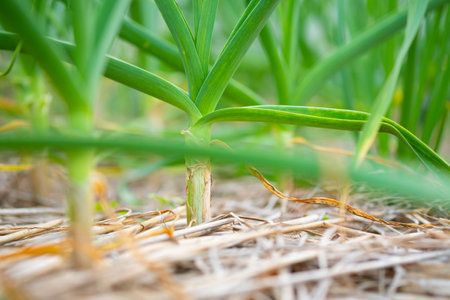 Leeks are growing in the field.Selective focus leek in rowの写真素材