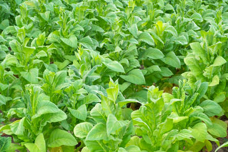 View of green tobacco plant in field at Chiang Rai,THAILAND.Tobacco plantations in Asiaの写真素材
