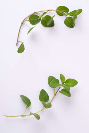 Green oregano on white background with copy space.Fresh oregano on a white sceneの写真素材