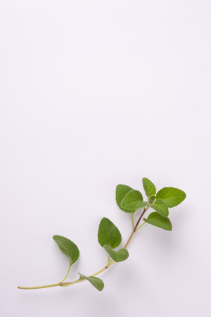 Green oregano on white background with copy space.Fresh oregano on a white sceneの写真素材