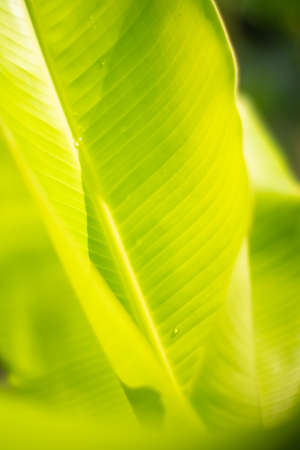 Close up leaves green color and blurred greenery background in nature.Green leaf fresh conceptの写真素材