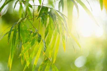 Bamboo green color in nature with copy space. leaf and copy spaceの写真素材