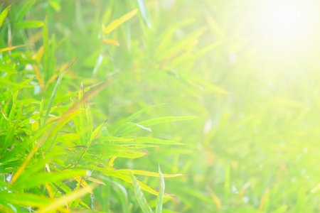 Bamboo green color in nature with copy space. leaf and copy spaceの写真素材
