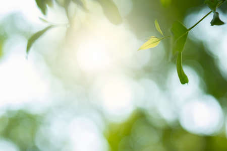 Choose the focus point on the leaf,The leaves are fresh green with copy space.light green
