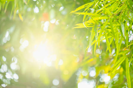 Bamboo green color in nature with copy space. leaf and copy spaceの写真素材