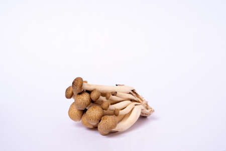 Shimeji Mushroom in white background