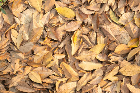 Dry leaves falling from trees. The leave tree falling on autumn on summerの写真素材