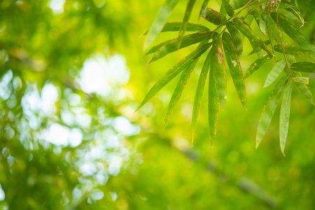 Bamboo green color in nature with copy space. leaf and copy spaceの写真素材