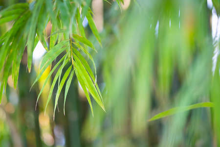Bamboo green color in nature with copy space. leaf and copy spaceの写真素材