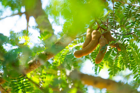 Tamarind the result is a long sheath with a curved neck.Raw tamarind with copy spaceの写真素材