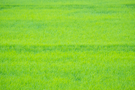 Rice is growth in the rice paddies.Bright green grass.The seedlings of rice are light greenの写真素材