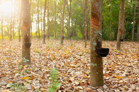 Rubber tree garden in Asian. Natural latex extracted from para rubber plant.The black plastic cup is used to measure the latex from the treeの写真素材