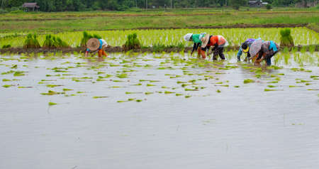 Farmers are planting rice in the farm.Farmers bend to grow rice.Agriculture in asia.Cultivation using people.のeditorial素材