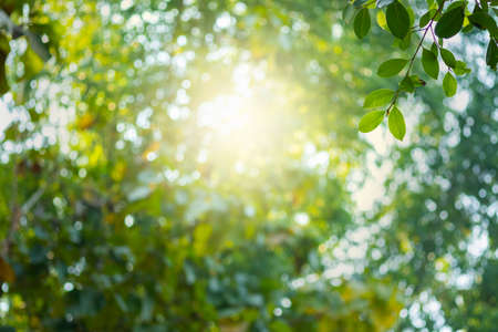 Choose the focus point on the leaf,The leaves are fresh green with copy space.light greenの写真素材