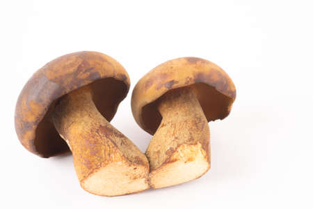 King bolete mushroom in isolatedの写真素材