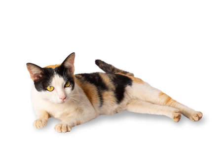 Cat lying downの写真素材