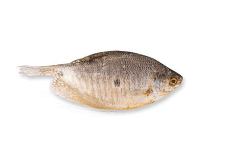 Dried THREE-SPOT GOURAMI. The body is white, silver, gray, bluish. There are black stripes along the body, characterized by a black spot at the center of the body and at the tail of each point.Dried fishの写真素材