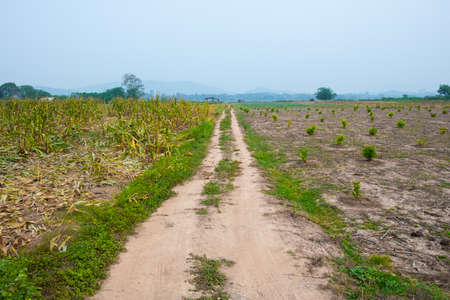 Rural dirt road and grass on both sides of the road. Path in rural fieldsの写真素材
