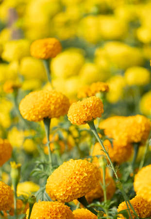 Chrysanthemum blooming in the gardenの写真素材