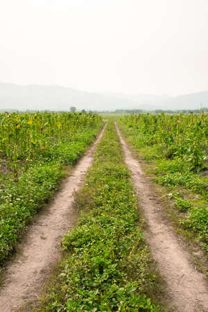 Rural dirt road and grass on both sides of the road. Path in rural fieldsの写真素材