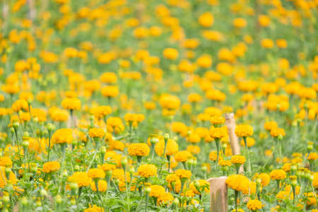 Chrysanthemum blooming in the gardenの写真素材