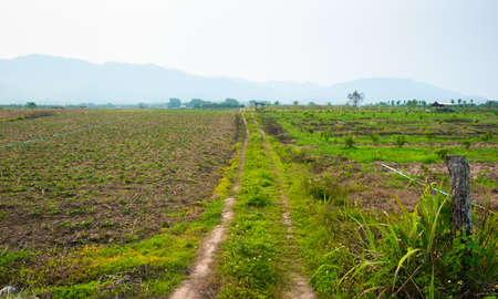 Rural dirt road and grass on both sides of the road. Path in rural fieldsの写真素材