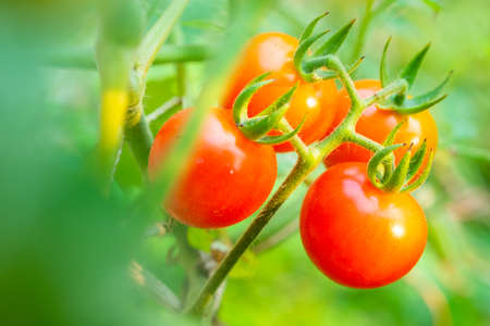 Red tomatoes are very fresh in gardenの写真素材