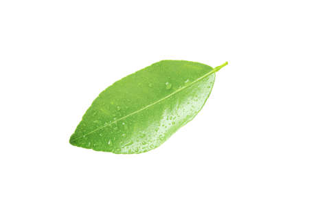 Lemon leaf in isolated with clipping path. Green leaves of  Citrusの写真素材