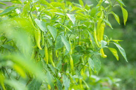 green chili growing in gardenの写真素材