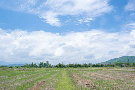 The white clouds have a strange shape and country side.Cloudy and blue skyの写真素材