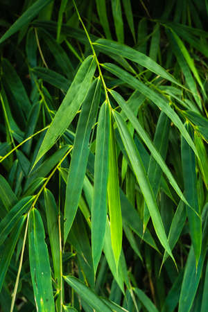 tropical leaves in nature,foliage bamboo leaf natural backgroundの写真素材