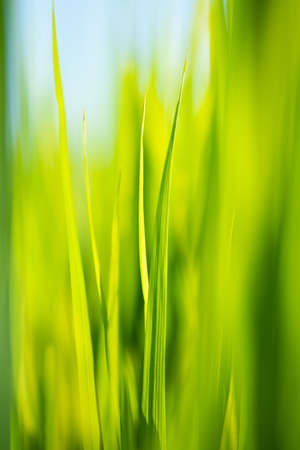 Rice is growth in the rice paddies.Bright green grass.The seedlings of rice are light greenの写真素材