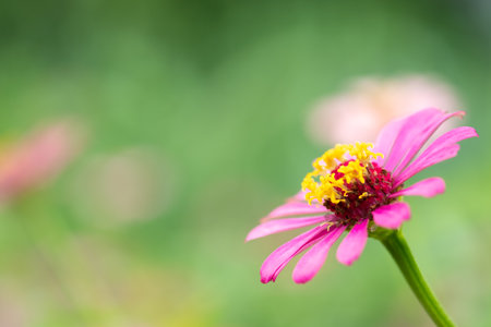 pink flower and fresh in the garden.Flower and copy spaceの写真素材