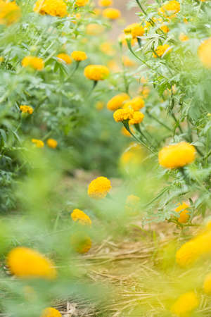 Chrysanthemum blooming in the gardenの写真素材