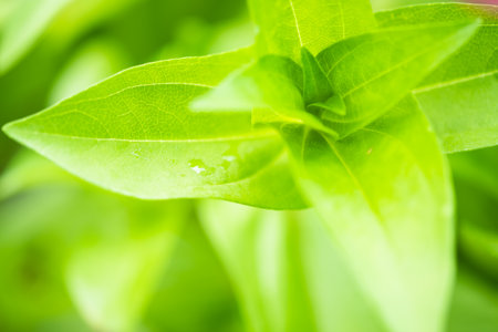 Close up leaves green color and blurred greenery background in nature.Green leaf fresh conceptの写真素材