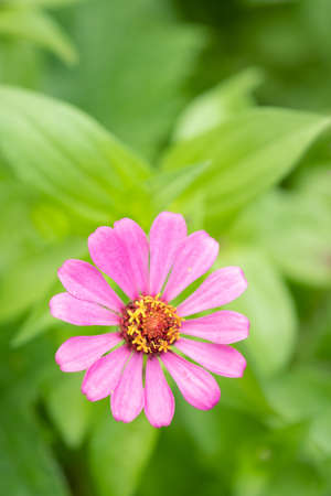pink flower and fresh in the garden.Flower and copy spaceの写真素材