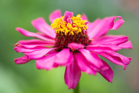 pink flower and fresh in the garden.selective focus.の写真素材