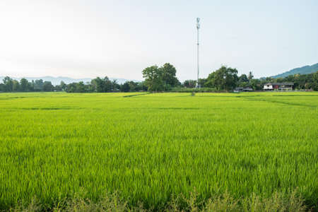 Rice is growth in the rice paddies.The seedlings of rice are light green.Farm of rice in country sideの写真素材