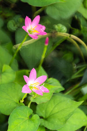 pink zephyrlily flowers are bloomingの写真素材