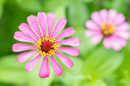 pink flower and fresh in the gardenの写真素材