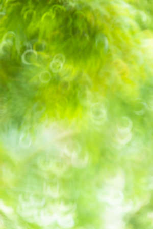 Light of out focus,Blurred background.Bokeh from natural green leavesの写真素材