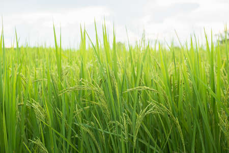 Rice in field conversion test at North Thailand,rice yellow color,Close up grain,abstract nature.Ear of rice in the fieldの写真素材