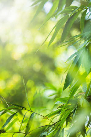 Bamboo green color in nature with copy space. Bamboo leaf and copy spaceの写真素材