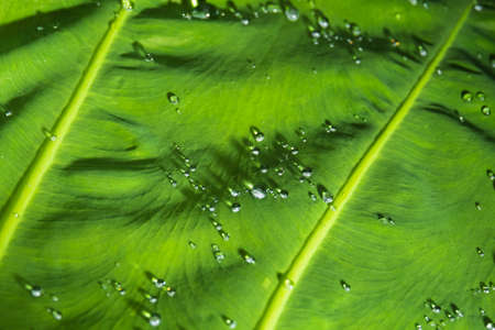 Drop of water on leaf,green leaves in nature. selective focusの写真素材