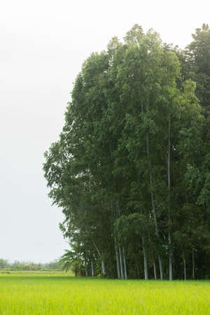 tree in the rice fieldの写真素材