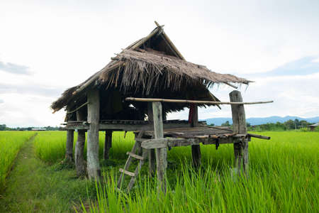 The hut is made of zinc. Cabin in rice fieldの写真素材