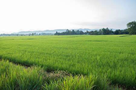 Rice is growth in the rice paddies.The seedlings of rice are light green.Farm of rice in country sideの写真素材